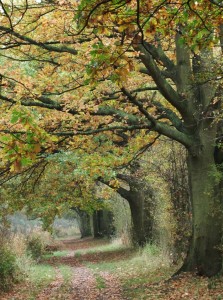 Coventry canal towpath