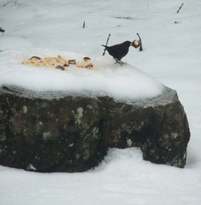 garden birds